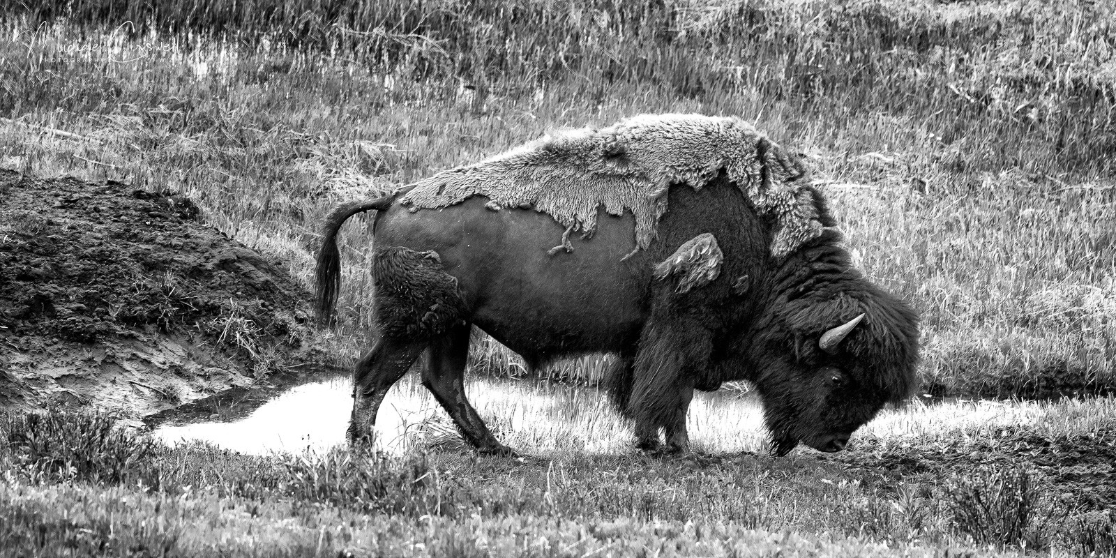 Lamar Valley Bison