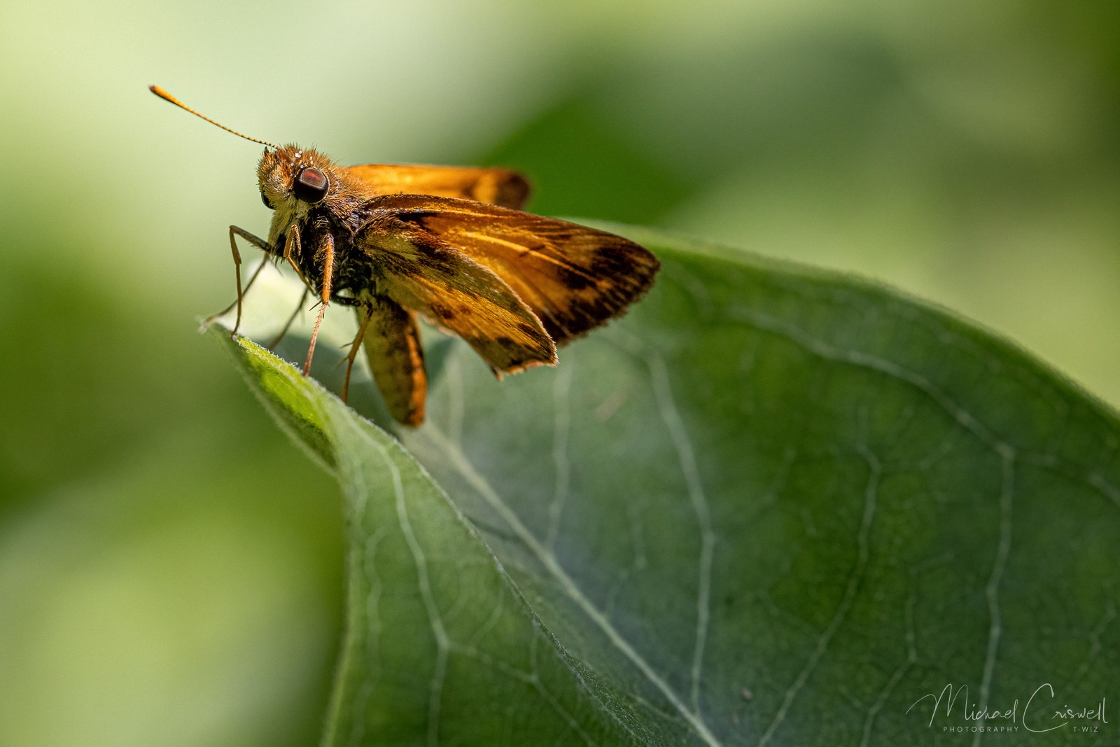 Ohio Skipper