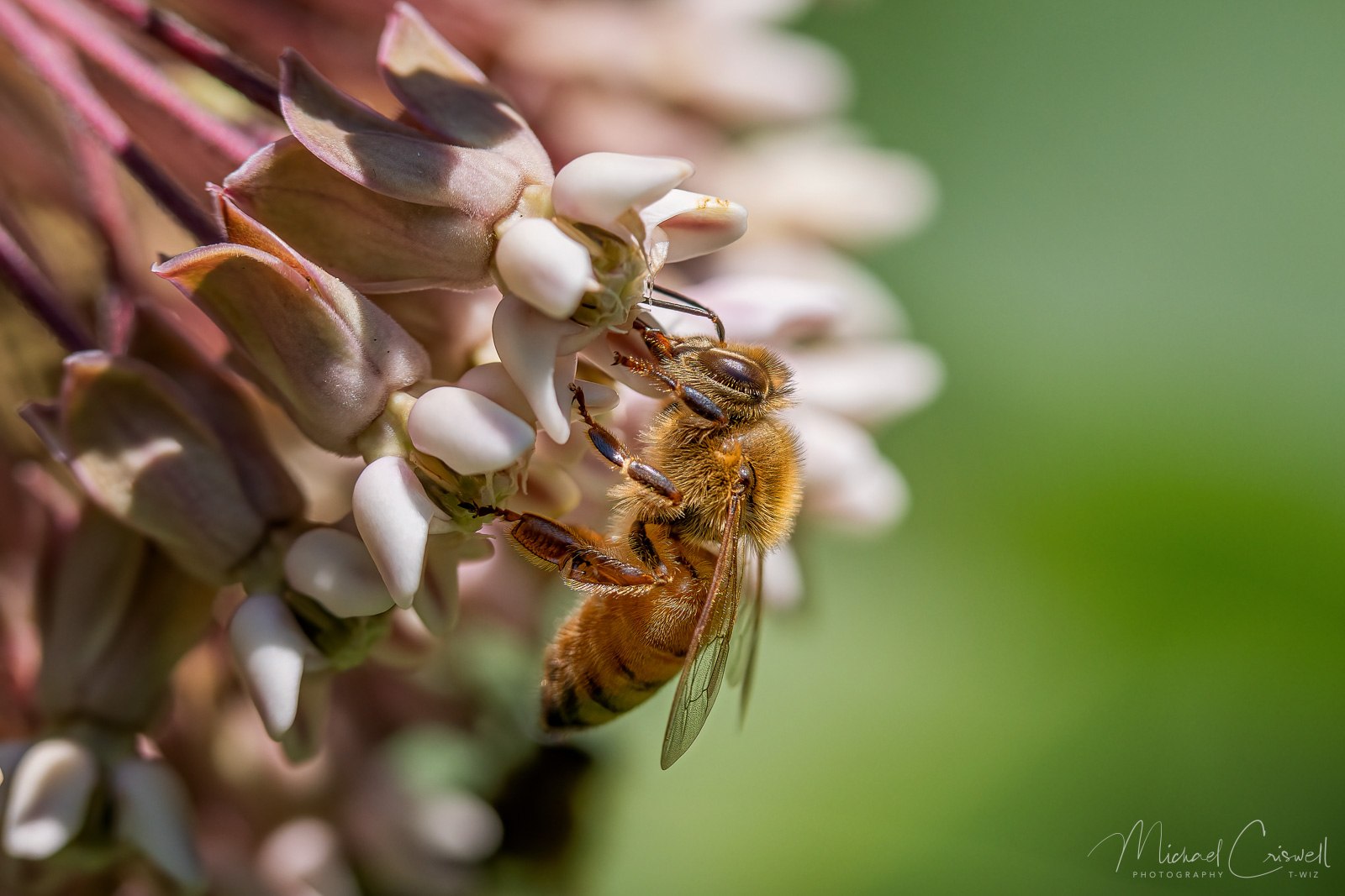Milkweed Macro