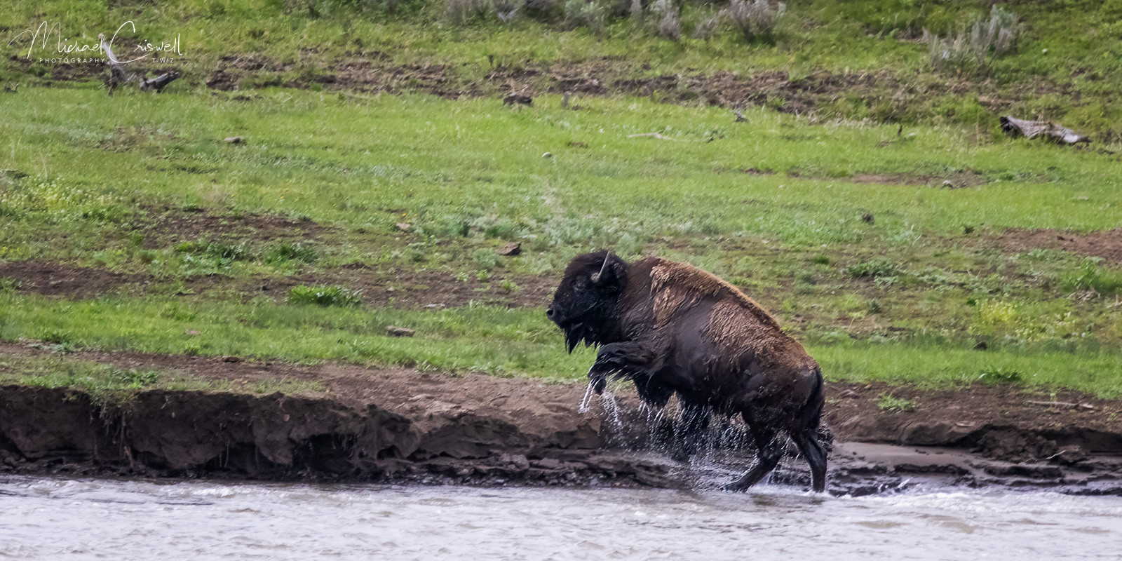 Lamar Valley Bison
