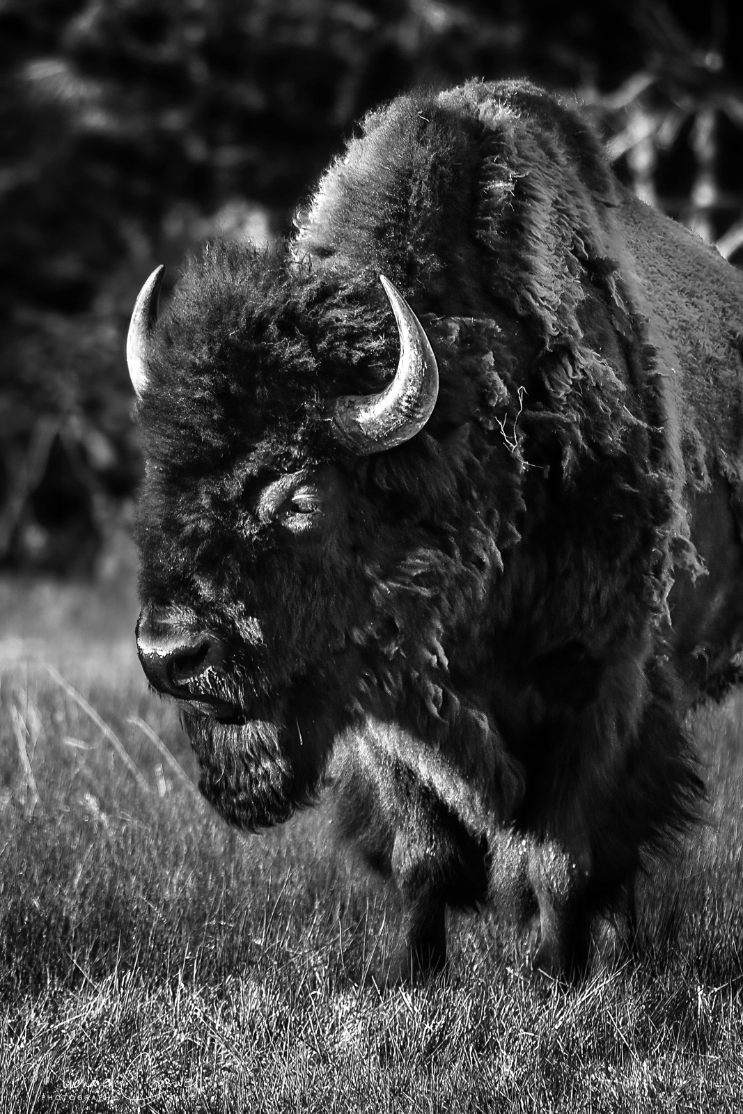 Yellowstone Bison