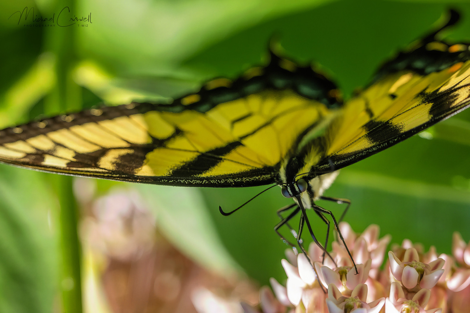 Eastern Tiger Swallowtail